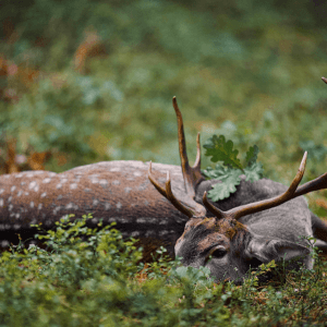 5 Tage Damschauflerjagd 2027